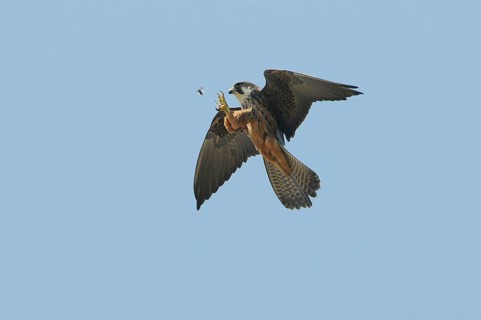 Eleonora's Falcon