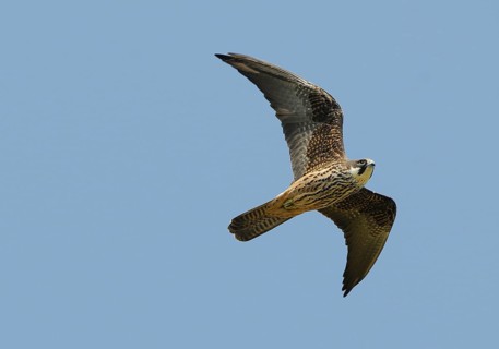 Eleonora's Falcon