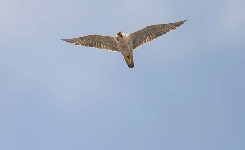 Desert falcon
