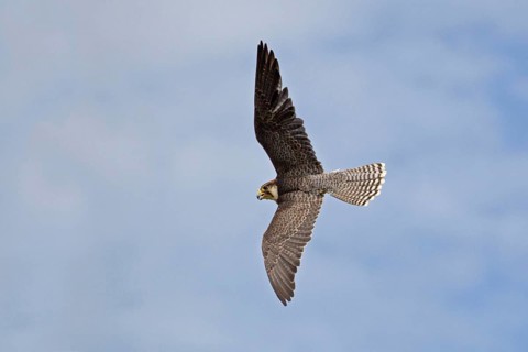 Lanner falcon