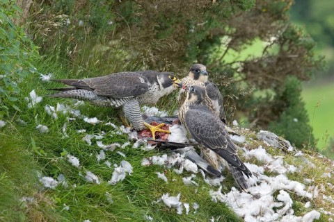 Peregrine falcon