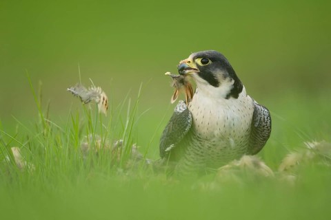 Peregrine falcon