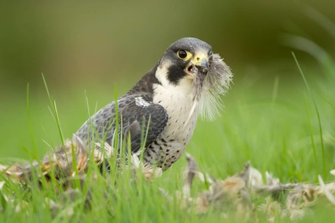 Peregrine falcon