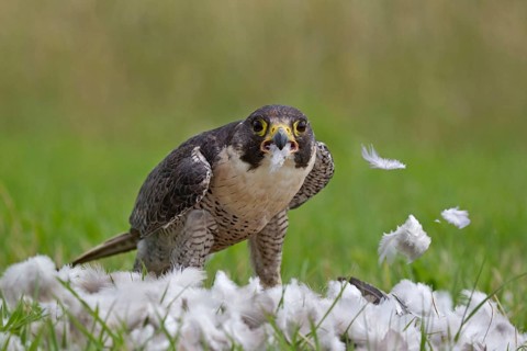 Peregrine falcon