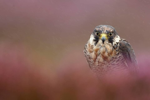 Peregrine falcon