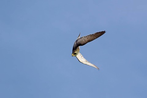 Peregrine falcon