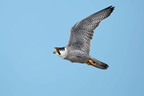 Peregrine Falcon