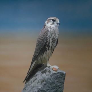 Prairie falcon