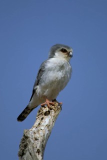 Collared Pygmy Falcon