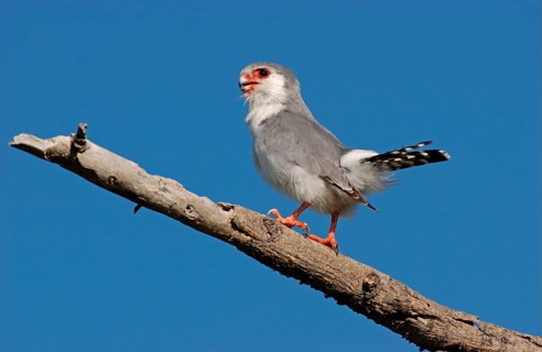 Collared Lesser Kestrel