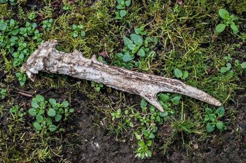 Knocked down antlers of a European european roe deer