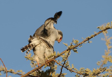 African Pygmy-falcon