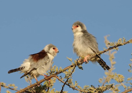 African Pygmy-falcon
