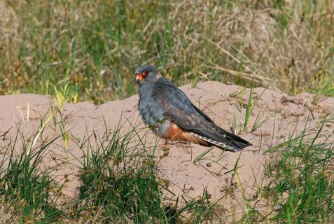 Red-footed falcon