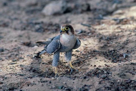 Red-necked falcon