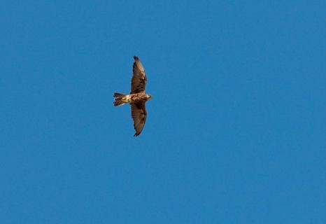 Saker Falcon