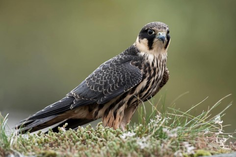 Eurasian hobby