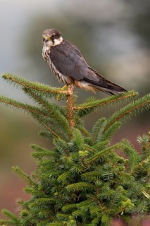 Eurasian eurasian hobby