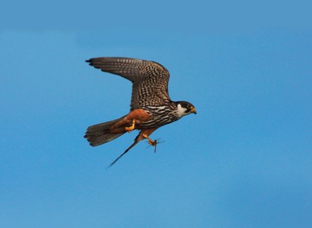 Eurasian Hobby