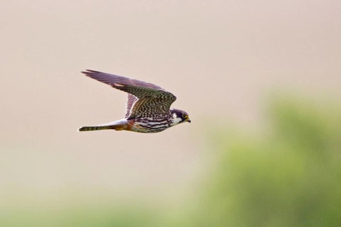 Eurasian eurasian hobbies