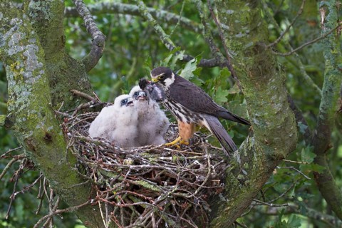 Eurasian eurasian hobby