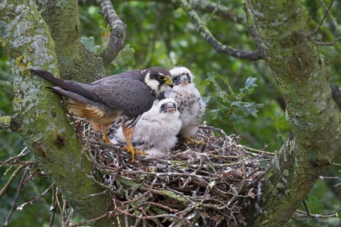 Eurasian eurasian hobby