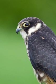 Eurasian eurasian hobby