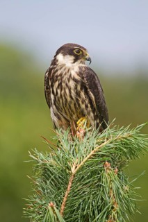 Eurasian Hobby