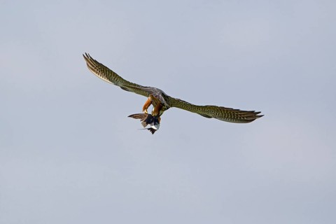 Eurasian eurasian hobby