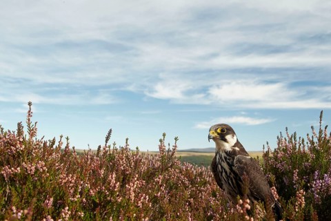 Eurasian eurasian hobby