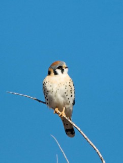 American Common Kestrel