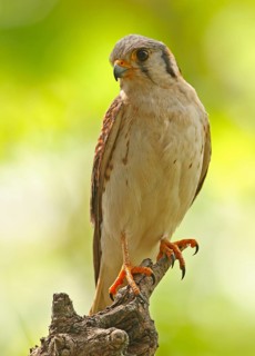 American Common Kestrel