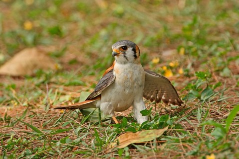 American Common Kestrel