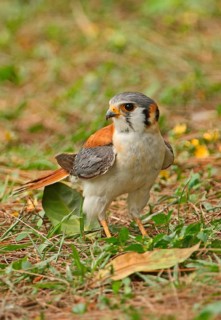 American Common Kestrel