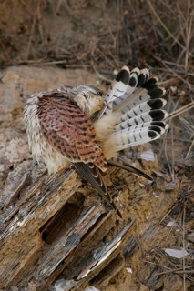 Common common kestrel