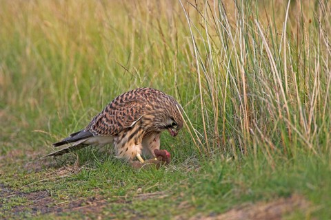 Common kestrel