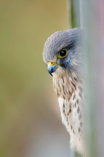 Common common kestrel