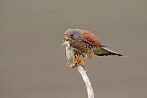 Common kestrel