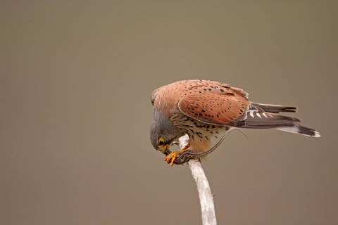 Common kestrel