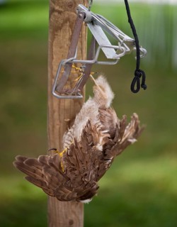 Common kestrel