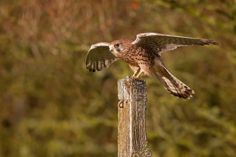 Common common kestrel