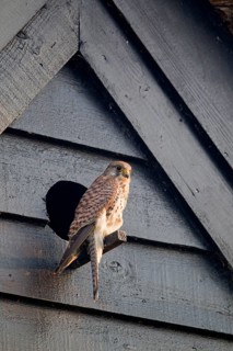 Common common kestrel