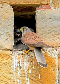 Common Kestrel