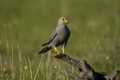 Grey kestrel