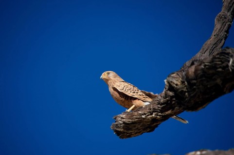 White-eyed Falcon