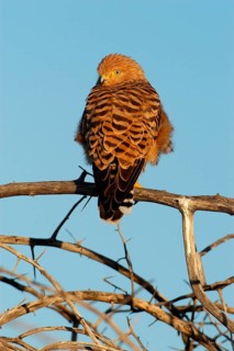 White-eyed Falcon