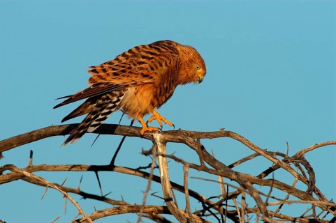 White-eyed Falcon