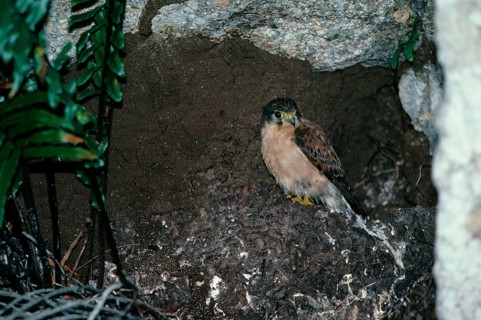 Seychelles Common Kestrel