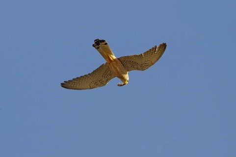 Lesser Kestrel
