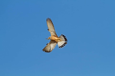 Lesser Kestrel